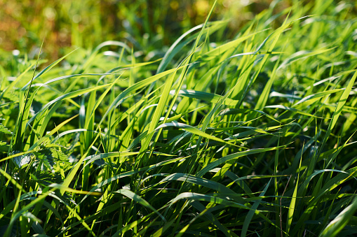 tall green grass in sunlight