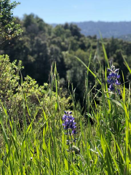 istock Wildflowers with a view 1311653332