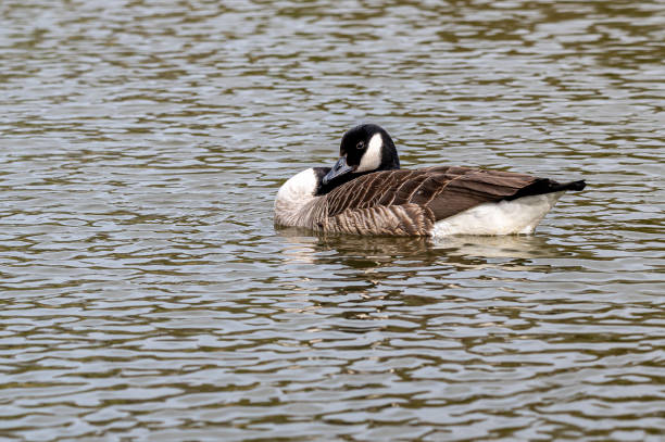 istock Canada Goose, branta canadensis 1311654047