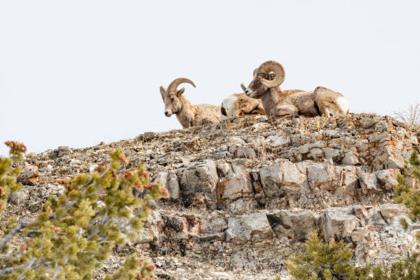 grandi arieti di corno appoggiati dopo aver pascolo su un ripido lato di montagna - montana bighorn sheep steep horned foto e immagini stock