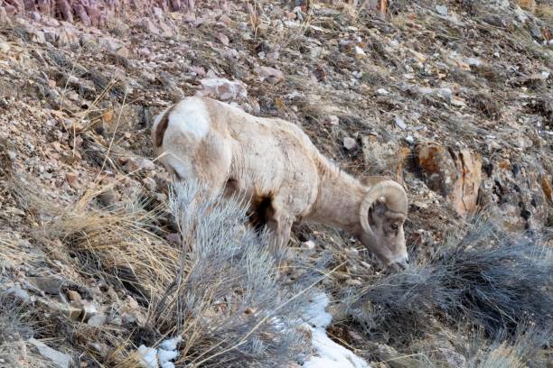 grande ariete di corno che pascola su un ripido lato di montagna - montana bighorn sheep steep horned foto e immagini stock