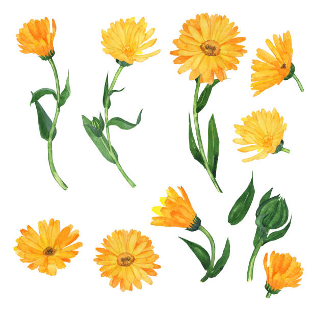 Set of calendula flower elements isolated on white background. Watercolor hand drawing illustration. Clip art of yellow flowers, green leaves, branches. Calendula officinalis. Set of calendula flower elements isolated on white background. Watercolor hand drawing illustration. Clip art of yellow flowers, green leaves, branches. Calendula officinalis. pot marigold stock illustrations
