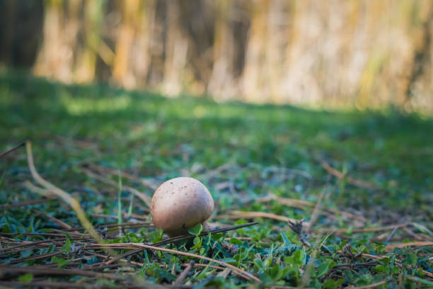 Mushroom at Lake Doxa, Greece