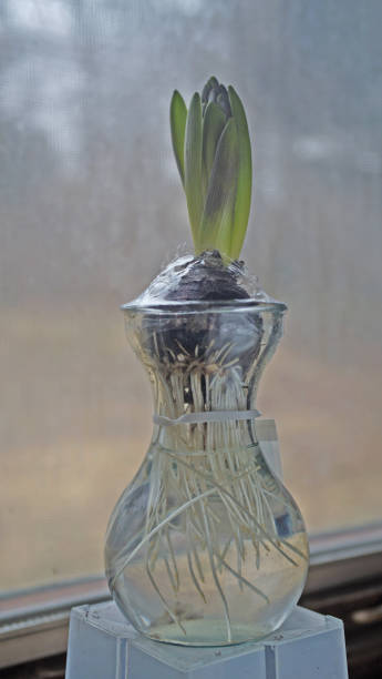 istock hyacinth in glass vase 1311655491