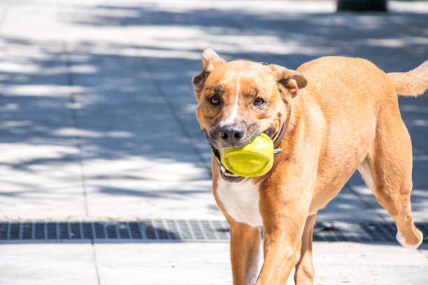 istock Cute dog play with its ball 1311655587