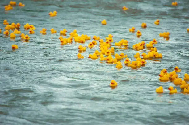 Many small rubber ducks swim on a river
