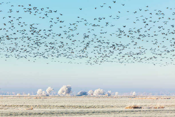 istock Wild geese flying over frost covered landscape 1311656040