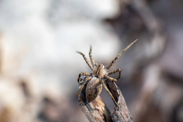 istock Small brown wild spider on branch bask in sun 1311656900