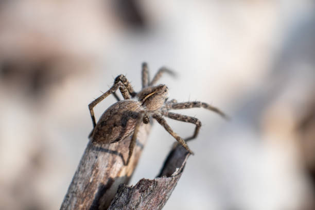istock Small brown wild spider on branch bask in sun 1311656943