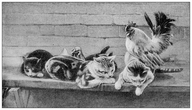 istock Antique black and white photograph: Animal 