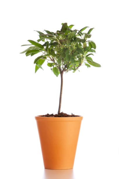 istock Potted Sage plant isolated 1311658324