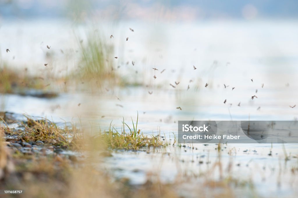 Many small insects romp around on the lake shore of Lake Constance Many small insects cavort on the lakeshore of Lake Constance Mosquito Stock Photo