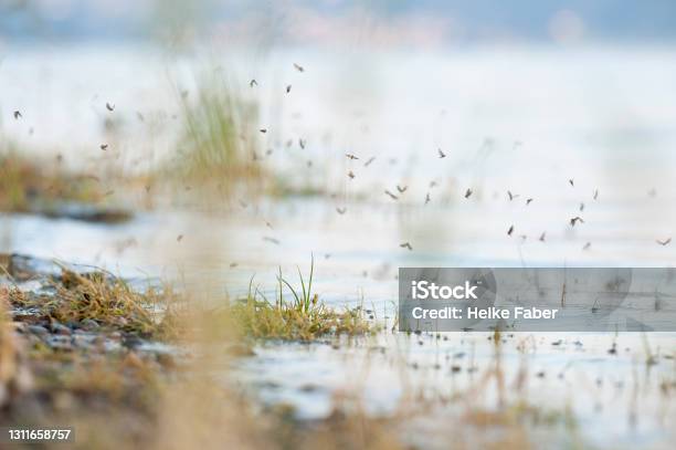 Many Small Insects Romp Around On The Lake Shore Of Lake Constance Stock Photo - Download Image Now