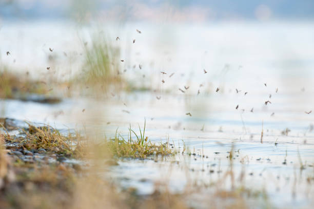 wiele małych owadów błąka się po brzegu jeziora bodesz - staw woda stojąca zdjęcia i obrazy z banku zdjęć