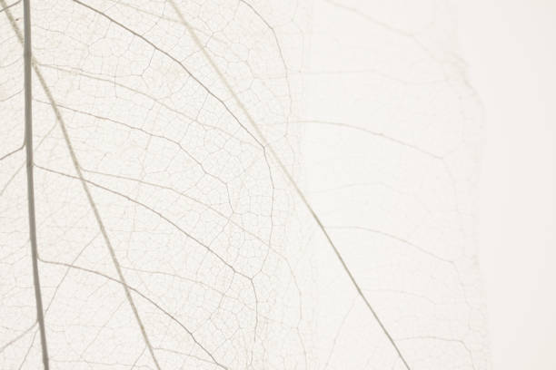istock skeleton leaves beige background. White skeletonized leaf on beige background 1311658813