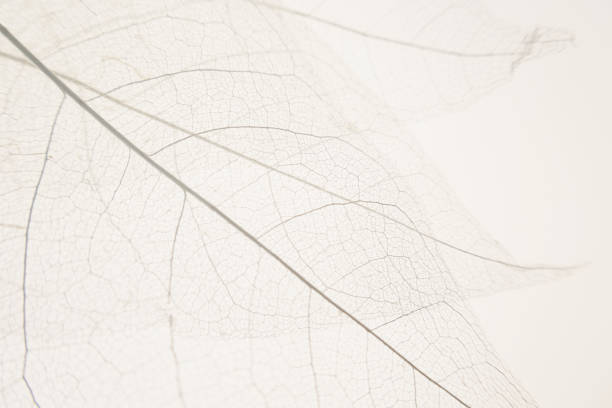 istock skeleton leaves beige background. White skeletonized leaf on white beige background.Skeletonized leaf texture. Beautiful nature plant background.Nature and ecology concept.Wallpaper phone 1311658843