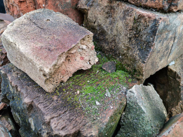 istock Old red brick covered with moss close up 1311661224