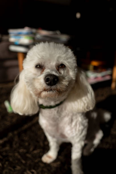 90+ Fotos, Bilder und lizenzfreie Bilder zu Canis Minor Fotos iStock