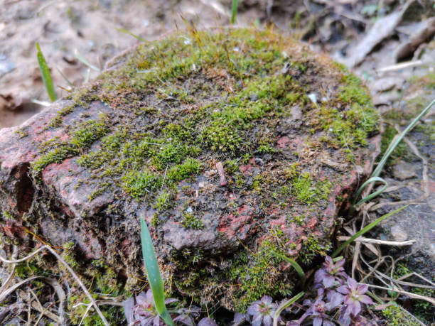 istock Old red brick covered with moss close up 1311661497