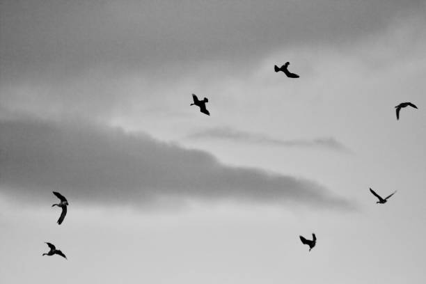 Snow Geese Flying against a turquoise sky, clouds, with lots of copy space