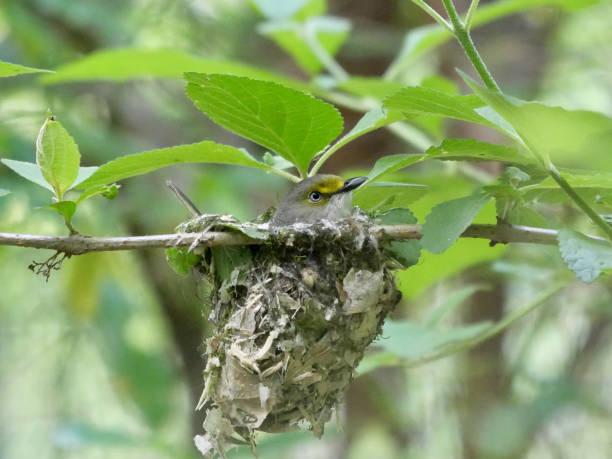 istock White-eyed vireo on nest 1311662728