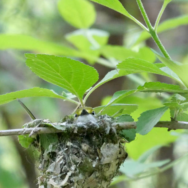 istock White-eyed vireo nest 1311662740