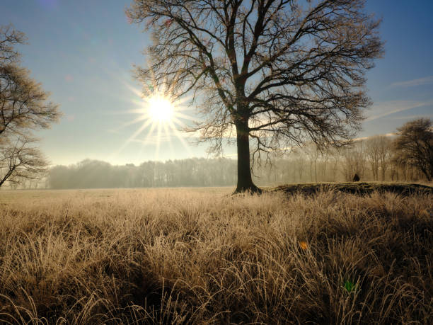 The upcoming warmth of a star shaped sun is melting the ice on frozen trees, reed and grass.