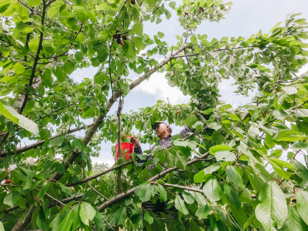 istock Senior man in cherry harvest 1311665006