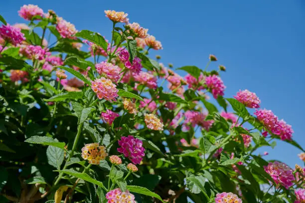 West Indian lantana flower, a yellow, orange and pink blooming plant on a sunny day