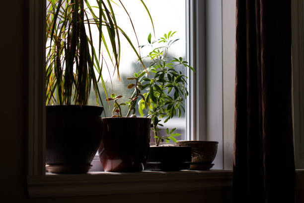 istock view of a window with plants 1311666293