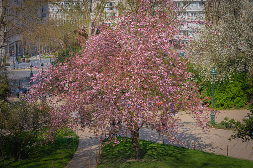 Paris, France - 04 04 2021: Park des Buttes Chaumont. Close up shot of a beautiful cherry blossom tree