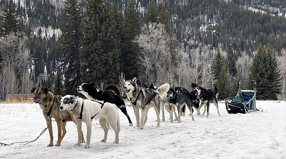 a pack of sled dogs huskies waiting to run up the mountain in Park City Utah