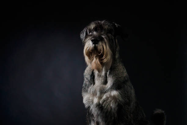 istock Front view of a salt and pepper colored schnauzer in the studio on a black gradient background. Close up portrait of a dog that is sitting and looking in front of him 1311671027
