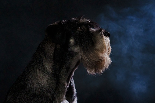 Profile portrait of a mittel schnauzer in a dark smoky studio on a black background. Close up of a dog's muzzle