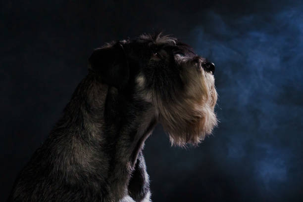 Profile portrait of a mittel schnauzer in a dark smoky studio on a black background. Close up of a dog's muzzle Profile portrait of a mittel schnauzer in a dark smoky studio on a black background. Close up of a dog's muzzle wire haired stock pictures, royalty-free photos & images