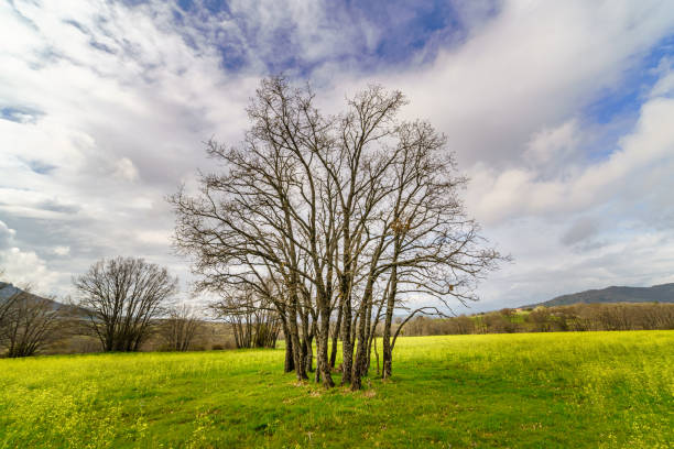istock Oak tree with many trunks and bare branches in green field with yellow flowers and cloudy sky. Madrid 1311671781