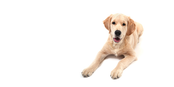 Cute Retriever puppy lies on a white isolated background and looks at camera. copy space. High quality banner