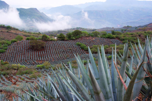 Landscape of agave plants to produce tequila. Mexico. Landscape of agave plants to produce tequila. Mexico. blue agave photos stock pictures, royalty-free photos & images