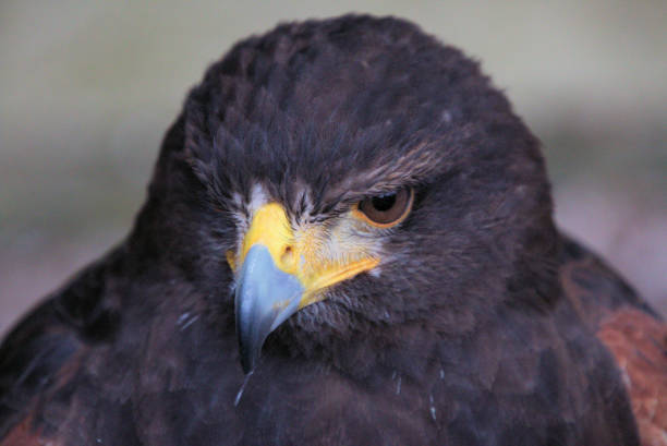 istock A close up of a Harris Hawk 1311674341