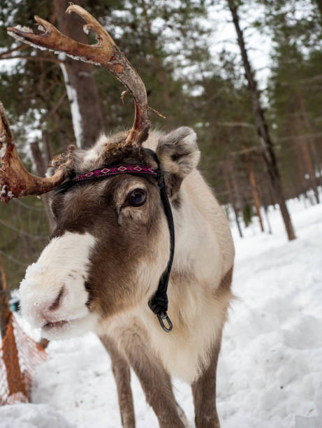istock Small cute reindeer in Lapland, Finland 1311676148