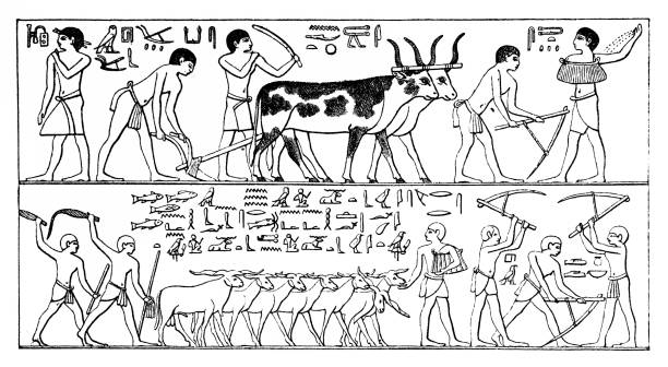 ilustrações, clipart, desenhos animados e ícones de agricultura no antigo egito. menfi antigo, saqqara necrópole mastaba de ti, reino antigo, dinastia v, ca. 2400 a.c. - egyptian dynasty