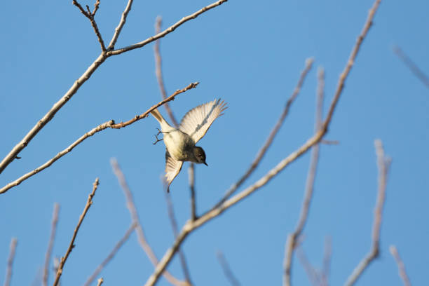 восточная фиби - bird spring branch phoebe стоковые фото и изображения