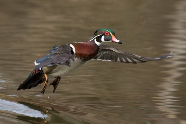 istock wood duck or Carolina duck 1311677405