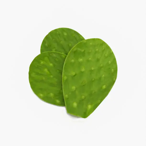 fresh green cactus leaf nopales on white background (Opuntia ficus-indica)