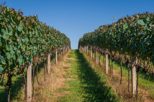 istock Vineyard of grapes 1311679805