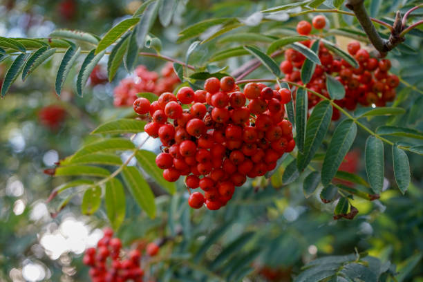 nahaufnahme von ruderbeeren im herbst - vogelbeere stock-fotos und bilder