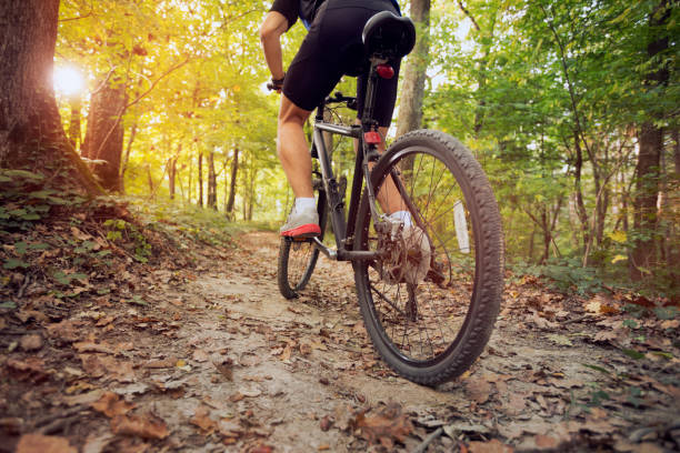istock mountain bike in sunny forest 1311679929