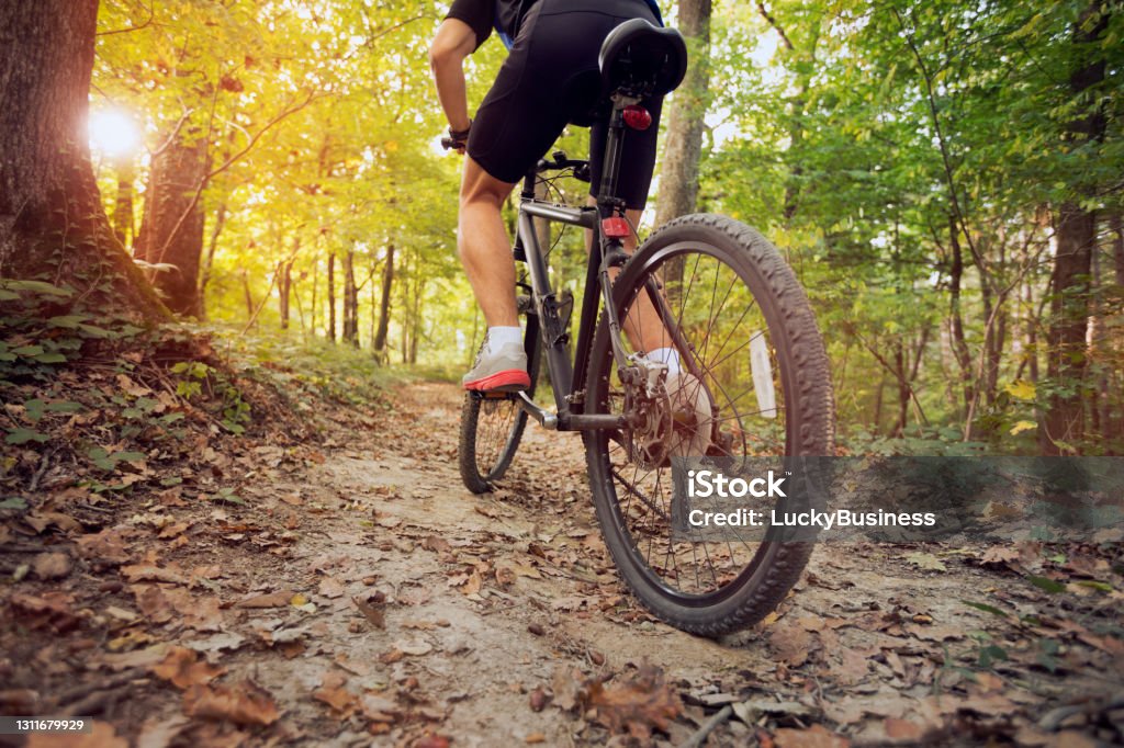 mountain bike in sunny forest mountain bike on  sunny day in forest Bicycle Trail - Outdoor Sports Stock Photo