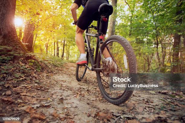 Mountain Bike In Sunny Forest Stock Photo - Download Image Now - Bicycle Trail - Outdoor Sports, Forest, Mountain Bike