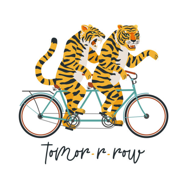 ilustrações, clipart, desenhos animados e ícones de os tigres andam de bicicleta. ilustração vetorial em um fundo branco. cartão infantil, adesivo, convite para festa, estampa para roupas de adolescente. - circus animal